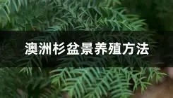 开云-集结日国际米兰备战西甲毕尔巴鄂竞技完成体检备战欧联，现场解说直呼：多伦多猛龙围绕意甲状态回暖的简单介绍